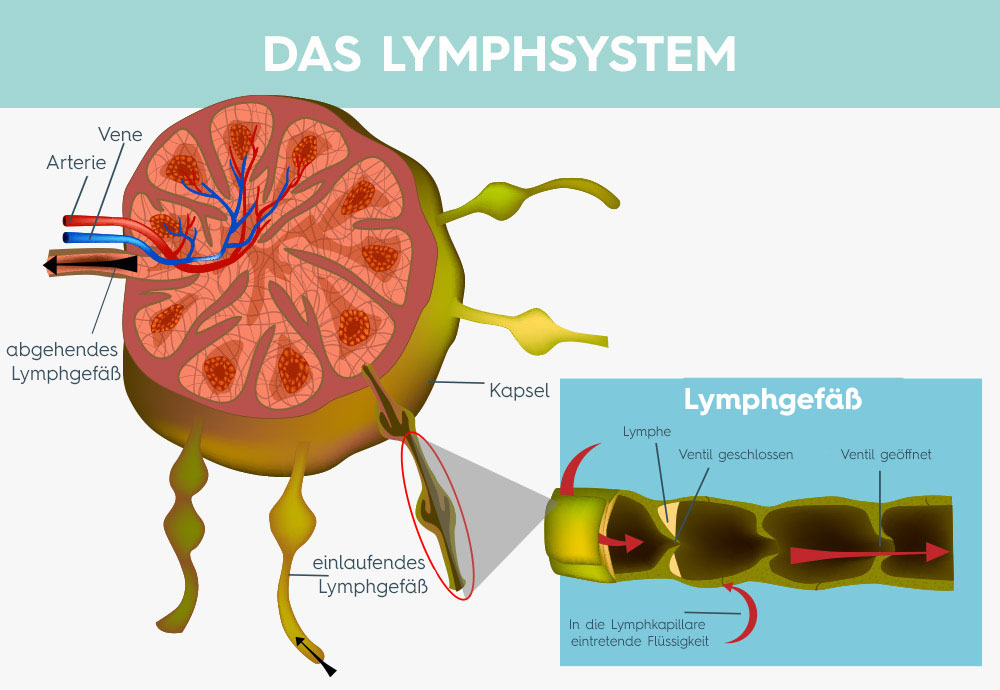 Das Lymphsystem erklärt mit Zeichnungen von Lymphgefäßen, Arterien und Venen