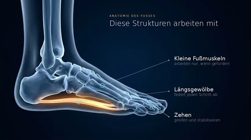 Schaubild - Anatomie des Fusses - Dieses Strukturen arbeiten mit